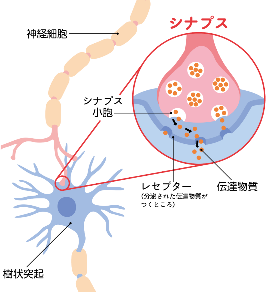 クボタメソッド　シナプス